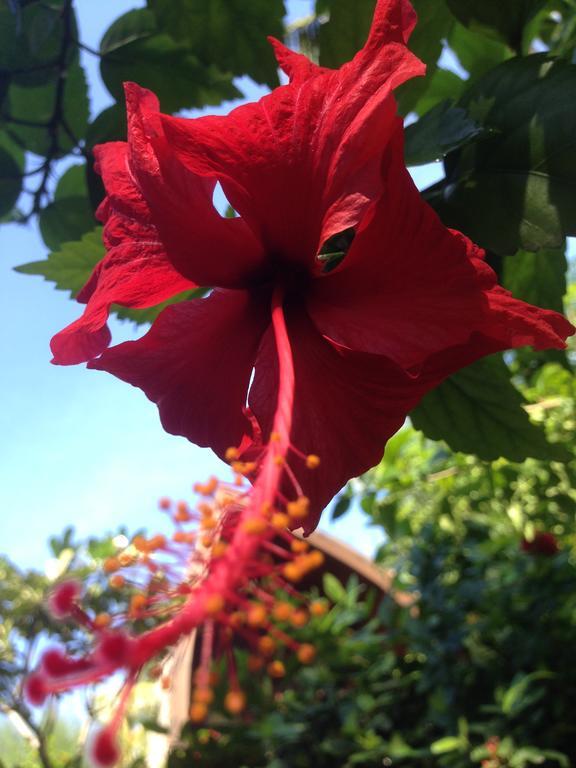 Gili Garden Bungalow Гили-Мено Экстерьер фото